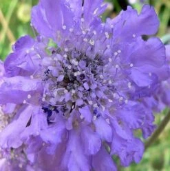 Scabious, Small (Scabiosa Columbaria) Plant