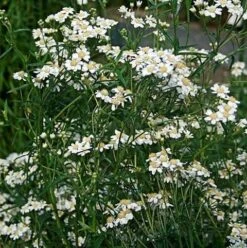 Sneezewort (Achillea Ptarmica) Plant
