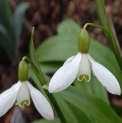 BS Snowdrop (Woronow, Green) Bulbs (Galanthus Woronowii)