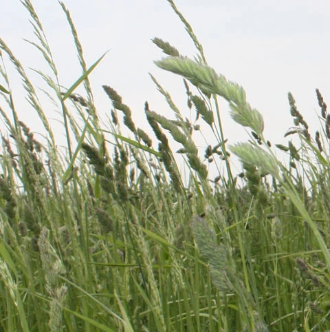 BS Species Rich Wild Grass Seed - Image 2