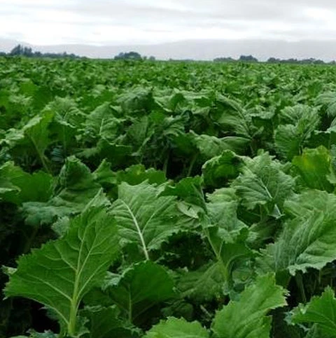 Spitfire Hybrid Forage Rape