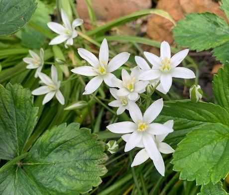 BS Star Of Bethlehem Bulbs (Ornithogalum Umbellatum)