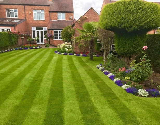 BS Quality Fine Lawn Seed