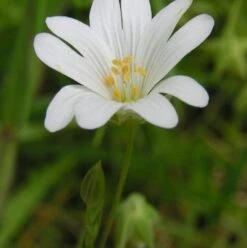 Stitchwort, Greater (Stellaria Holostea) Seeds