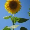 Sunflower Seed (Helianthus Annuus)