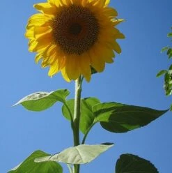 Sunflower Seed (Helianthus Annuus)