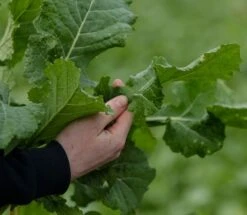 Swift Rape And Kale Hybrid Seed