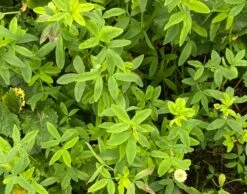 TABOR Berseem Clover Seed (Trifolium Alexandrinum)