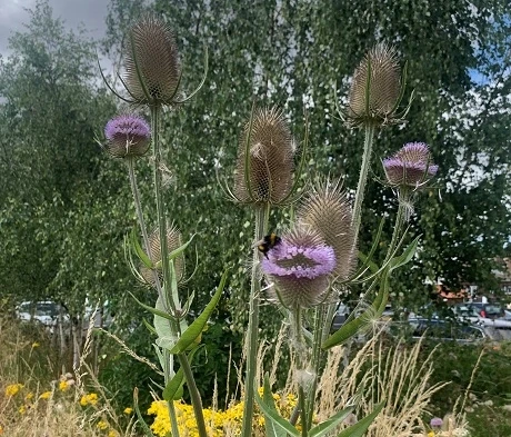 Teasel (Dipsacus Fullonum) Plant - Image 3