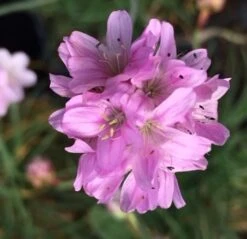Thrift (Armeria Maritima) Plant