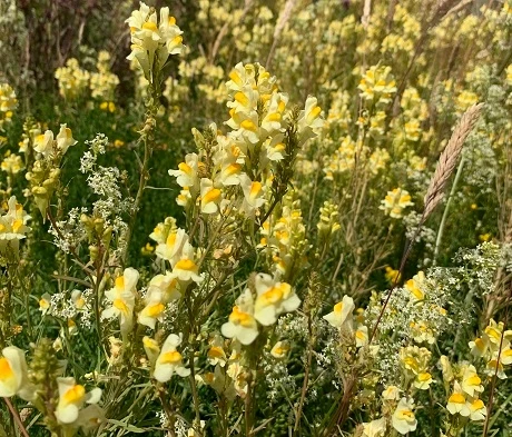 Toadflax, Common (Linaria Vulgaris) Plant - Image 2