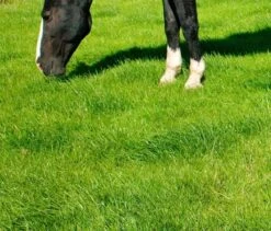 BS Triple 'H' Horse Paddock Grass Seed