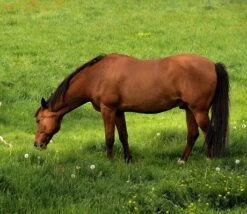 BS Triple 'H' Without Ryegrass Paddock Grass Seed