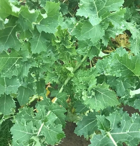 Unicorn Forage Rape - Image 3