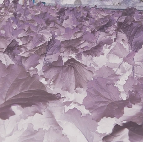 Unicorn Forage Rape - Image 2