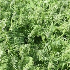 Spring Vetch Seed (Vicia Sativa)