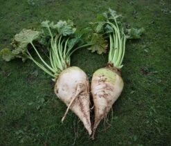 Viridis Fodder Beet