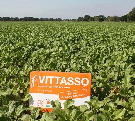 VITTASSO Brown Mustard Seed (Brassica Juncea) - Image 3