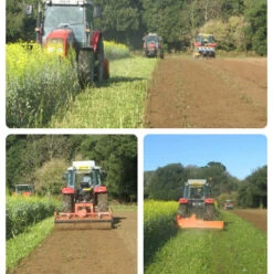 VITTASSO Brown Mustard Seed (Brassica Juncea)