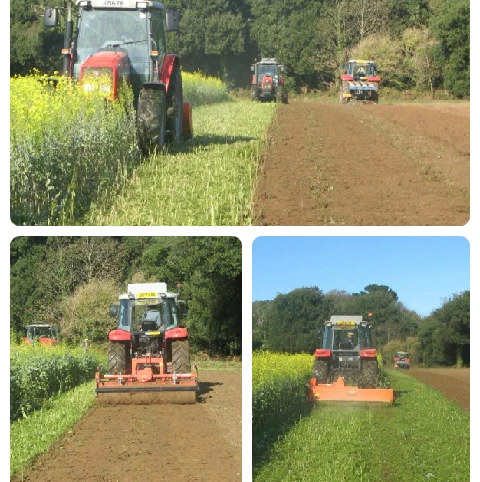 VITTASSO Brown Mustard Seed (Brassica Juncea)
