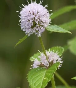 Mint, Water (Mentha Aquatica) Plant