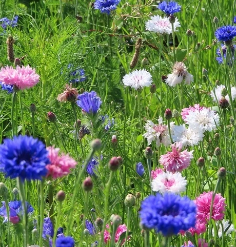 ColourMax 8 - Cornflower Splash Flower Seed - Image 3