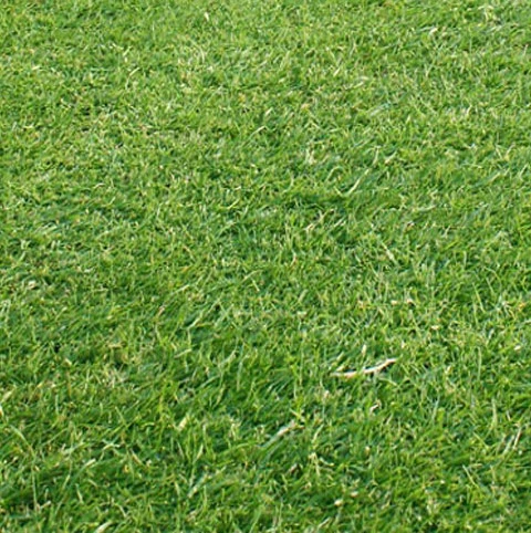 KissMyGrass Weed, Feed & Moss Killer - Image 3