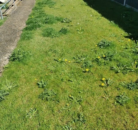 KissMyGrass Weed, Feed & Moss Killer - Image 4