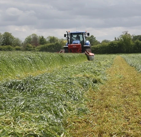 BS Westerwolds Ryegrass Seed - 1-2 Yrs Ley Mixture