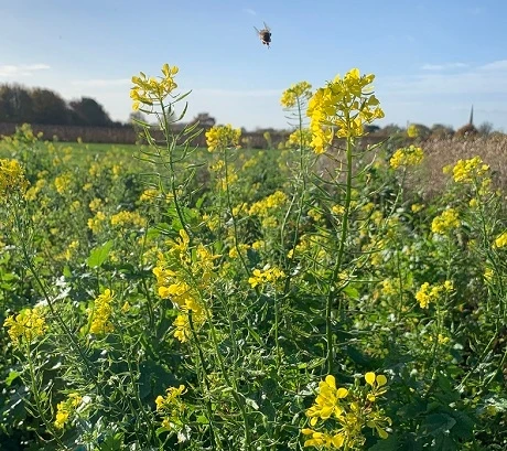 White Mustard Seed (Sinapsis Alba)