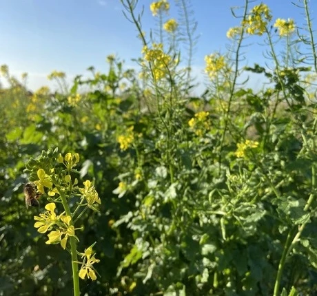 White Mustard Seed (Sinapsis Alba) - Image 3
