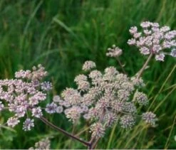 Angelica, Wild (Angelica Sylvestris) Plant