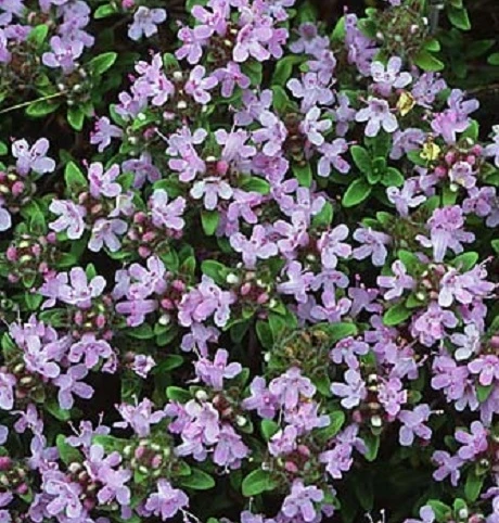 Thyme, Wild (Thymus Polytrichus) Plant - Image 2