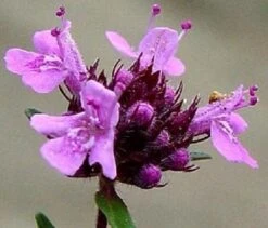 Thyme, Wild (Thymus Polytrichus) Plant