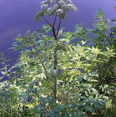 Angelica, Wild (Angelica Sylvestris) Plant - Image 2