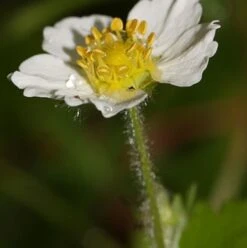 Strawberry, Wild (Fragaria Vesca) Plant