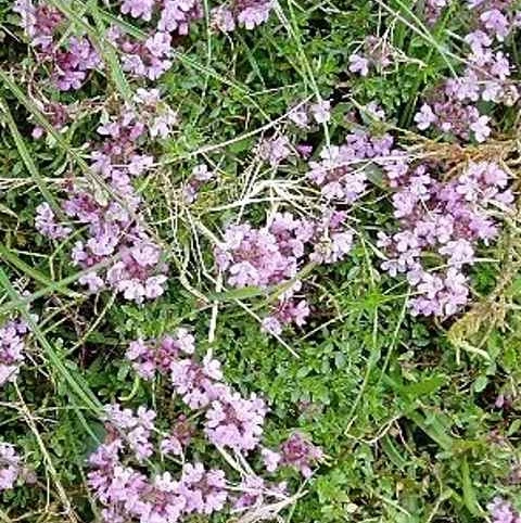 Thyme, Wild (Thymus Polytrichus) Plant - Image 3