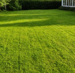 BS Winter Green Grass Seed