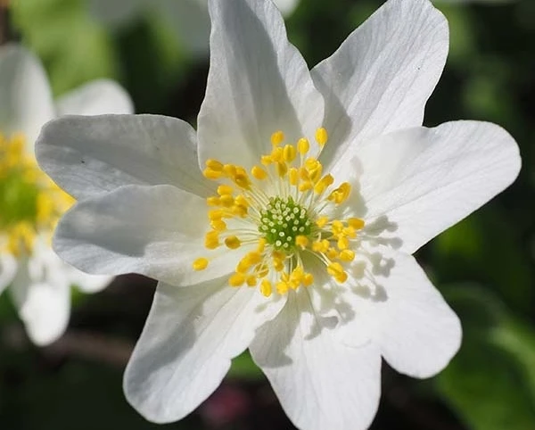 BS Wood Anemone Rhizomes (Anemone Nemorosa) - Image 2