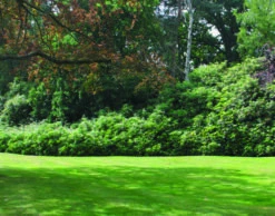 BS Forest And Woodland Grass Seed Mixture