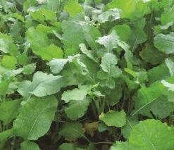 Zoom Brassica Mixture