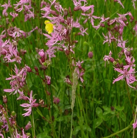 Acidic Soils Wildflower Meadow Seed BS11M 80/20