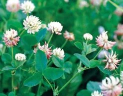Alsike Clover Seed