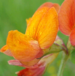 Trefoil, Bird's-foot (Lotus Corniculatus) Plant