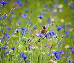 Wild Bird Wildflower Seed BS14P 100%