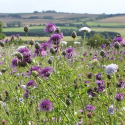 Heavy Clay Soils Wildflower Meadow Seed BS5M 80/20