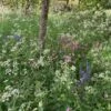 Woodland & Heavy Shade Wildflower Seed BS8P 100%
