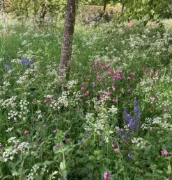 Woodland & Heavy Shade Wildflower Seed BS8P 100%