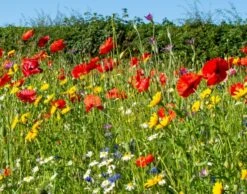 Dual Purpose Wildflower Seed BSXP 100%