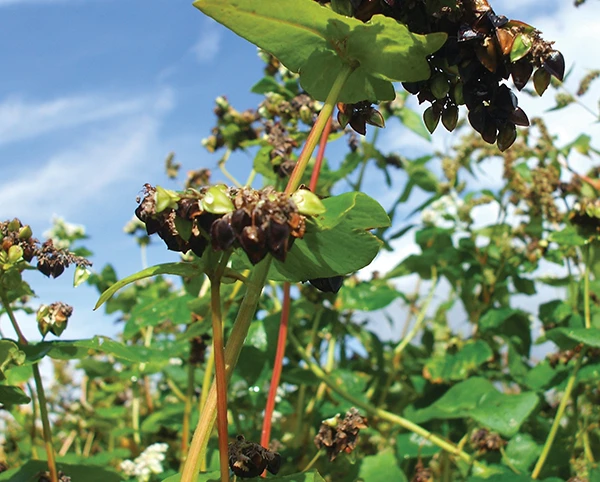 Buckwheat Seed (Fagopyrum Esculentum)